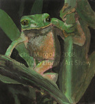Tree Frog, Costa Rica by Rachel Margolis