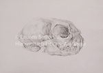 Badger Skull by Lauren Sefton