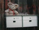 Teddy Waits for Mail by Damara Ross