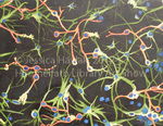 Glial Cells in a Rabbit Brain by Jessica Havlak