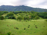 Hawaiian Pastoral by Christopher D. Cook