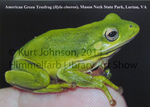 American Green Treefrog by Kurt E. Johnson