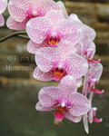 Orchid by Ruth Bueter