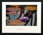 Water Lily by Barbara McGowan