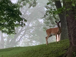 Doe in Early Morning by Laurie A. Theeke