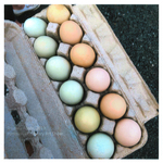 Farm Eggs by Laura Abate