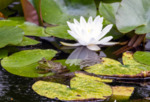 Stillness on the Lily Pond by Richard Ricciardi
