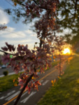 Blooming at Sunset by Brittany Smith