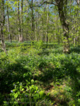 Virginia Bluebells by Brittany Smith
